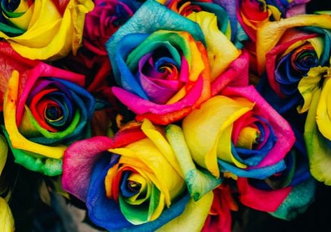 Rainbow Roses Rainbow Roses